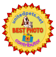 a best photo contributors award